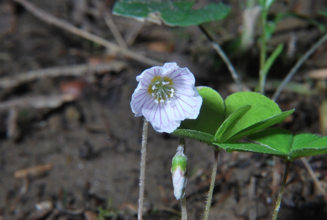 Oxalis acetosella
